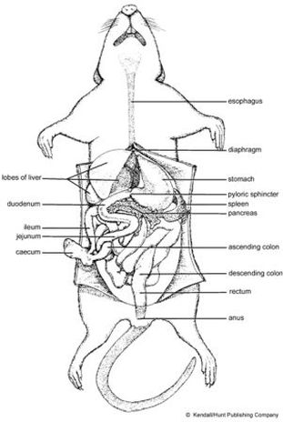 Digestive System - World of Rats